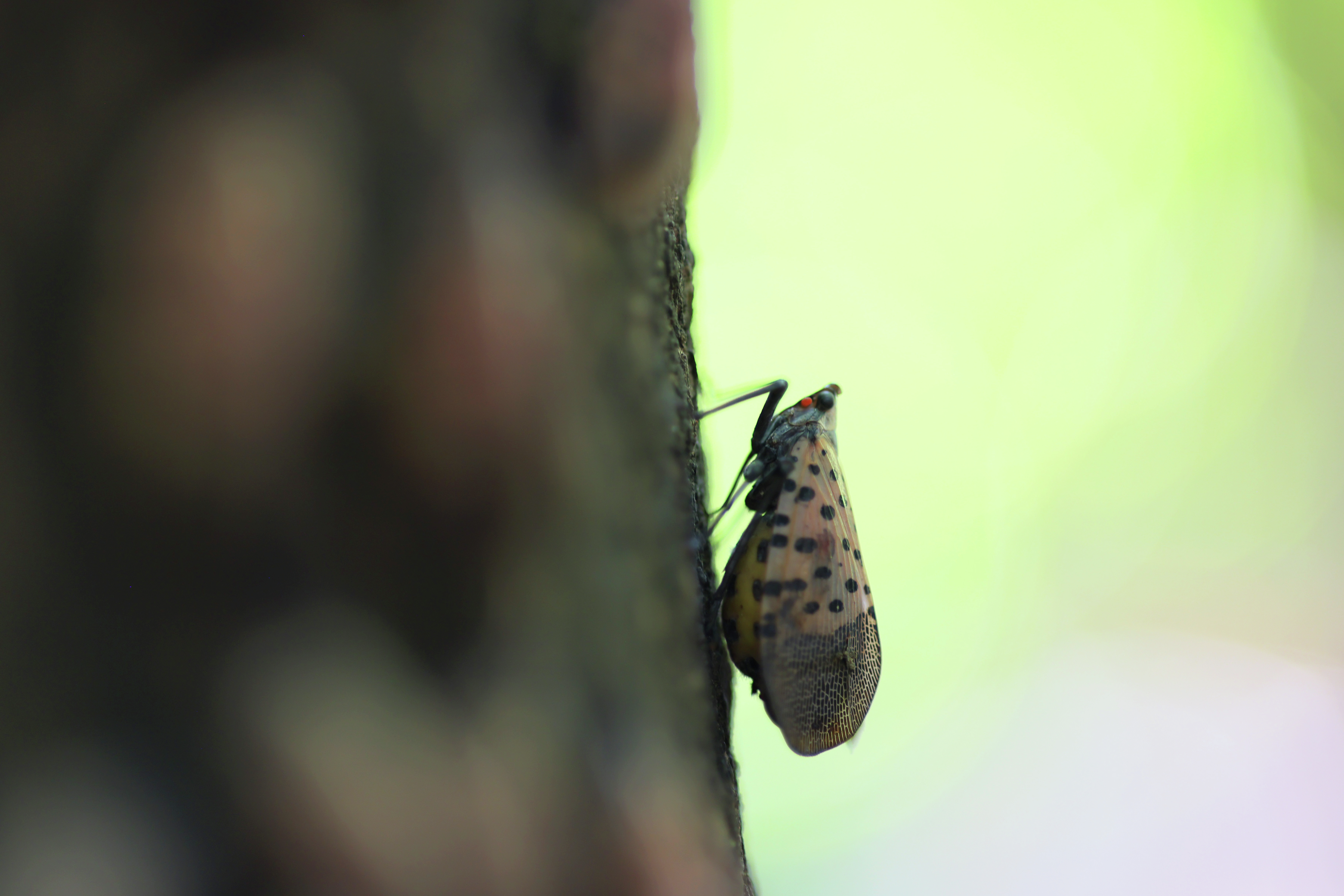 What to expect with spotted lanternflies this season