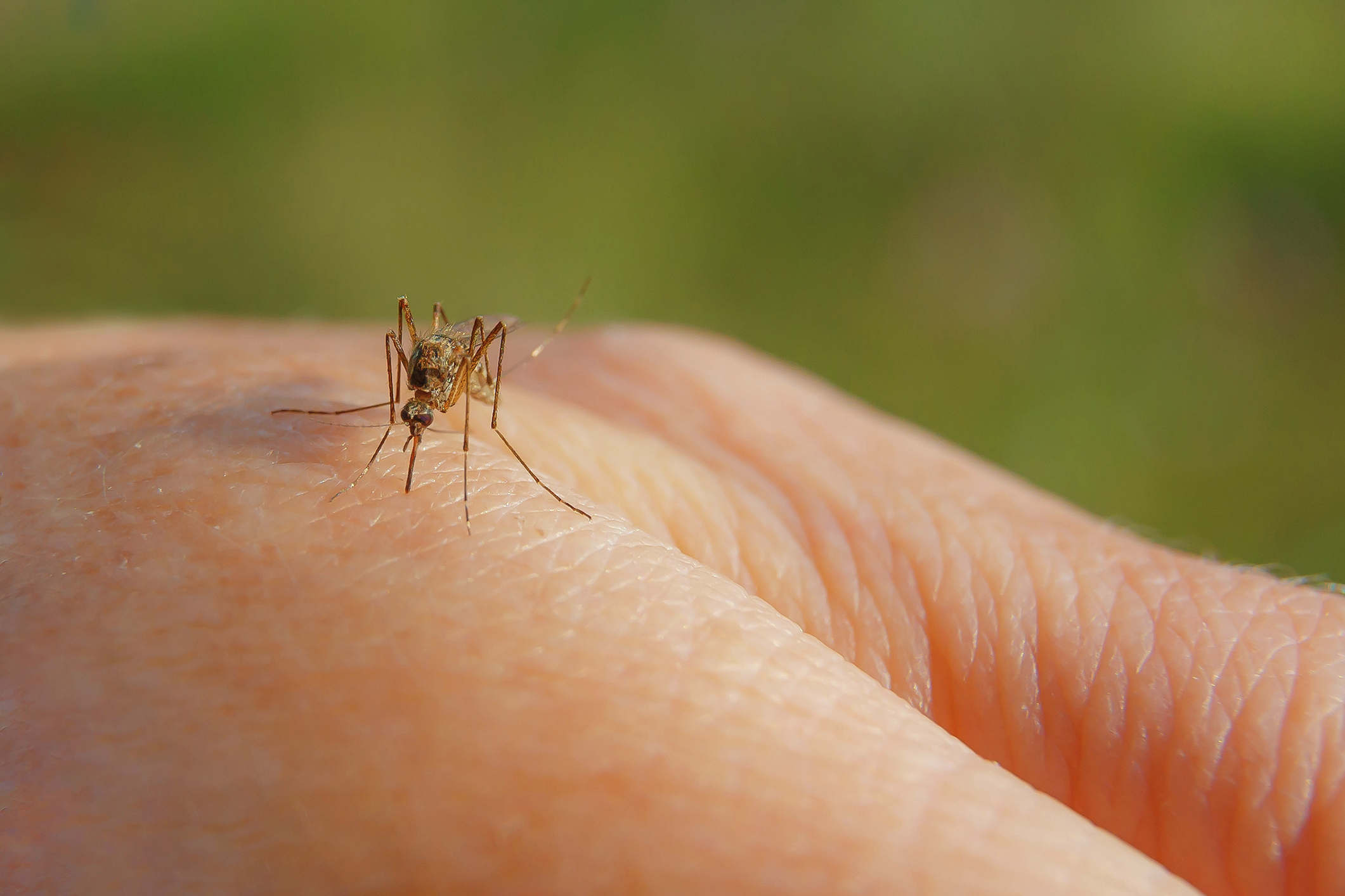 West Nile virus from mosquitoes detected in Delaware County