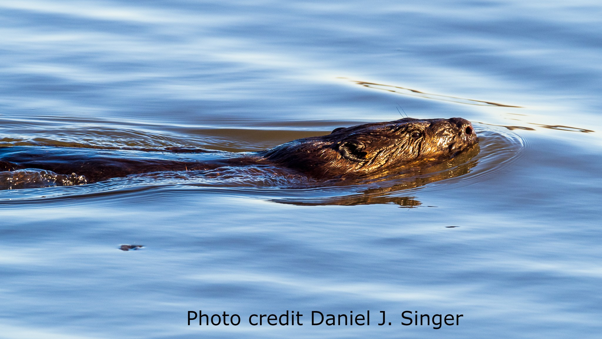 Neighbors want beaver visiting Penn Treaty park to stick around