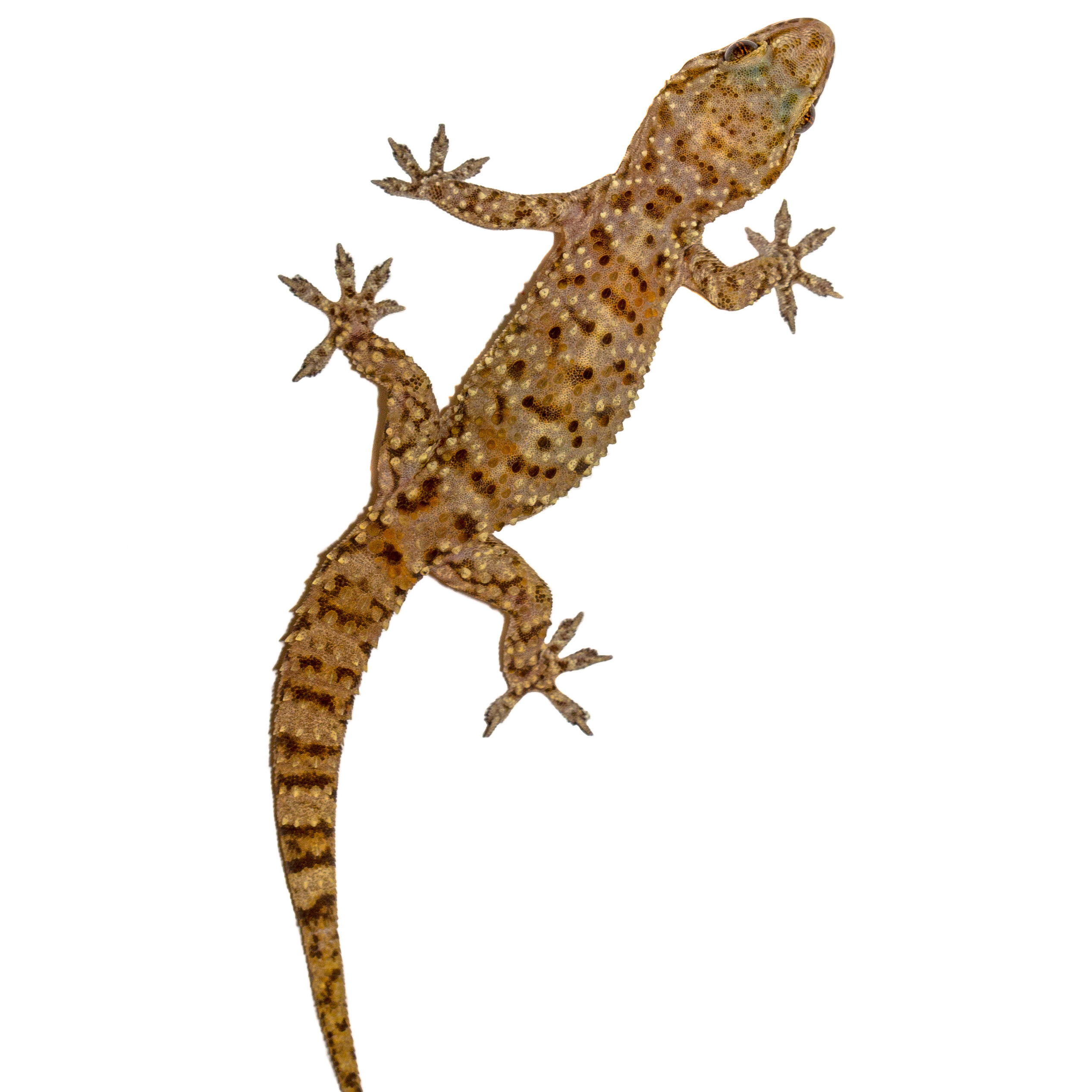 Lizards that invaded Philadelphia region years ago seem likely to stick around