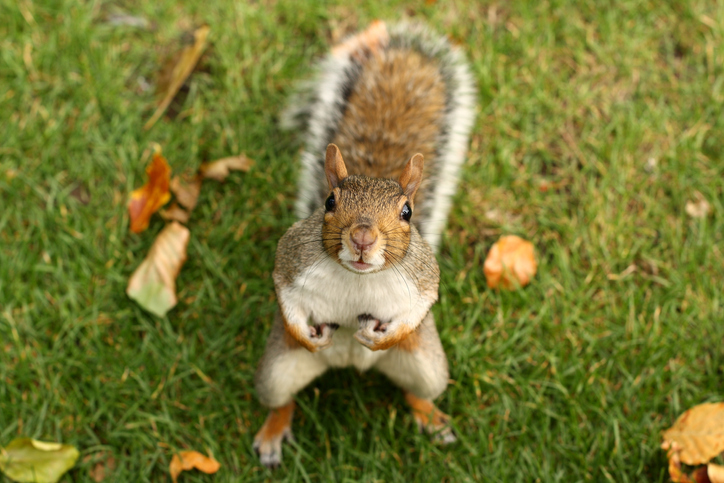 The humble squirrel: Why these furry critters are both important and mysterious