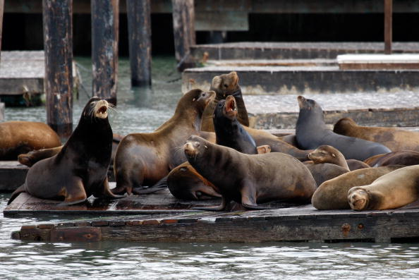 Sea lion population booms at San Francisco's Pier 39
