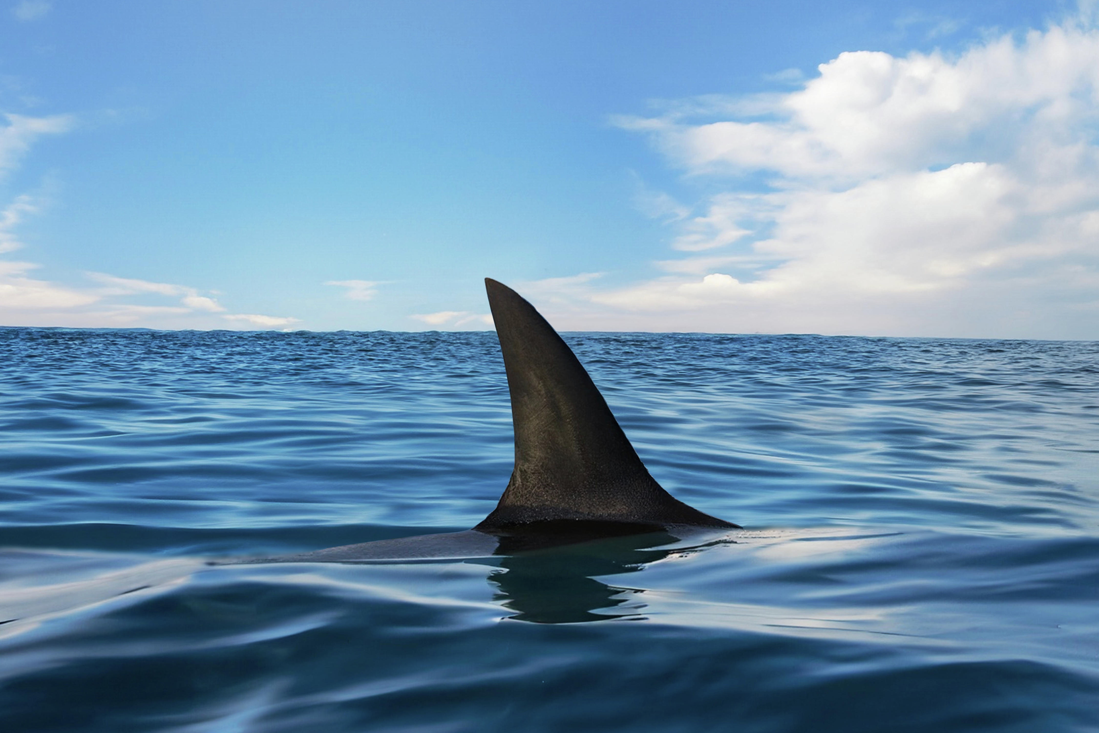 The great white isn't the only species of shark surveying the waters