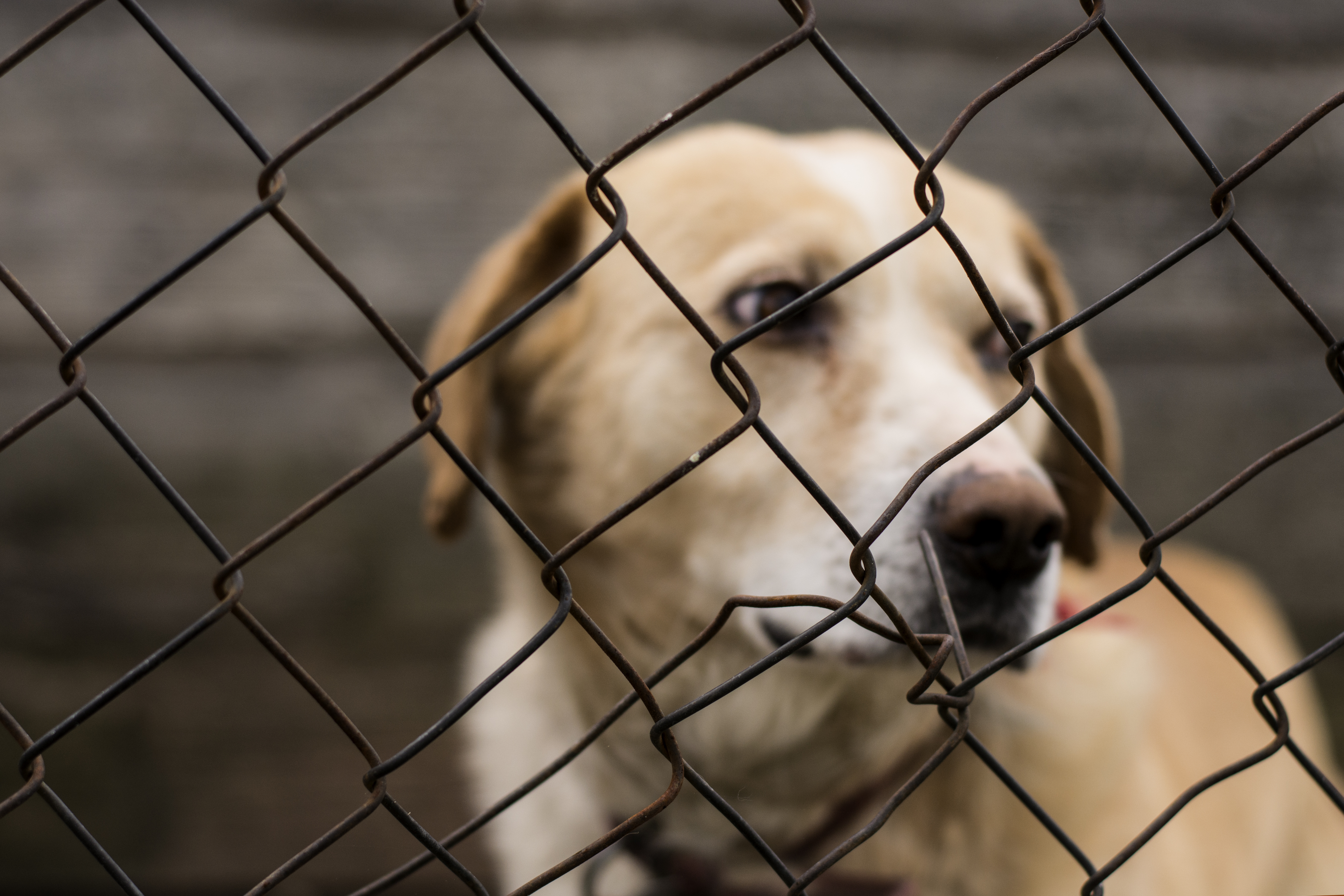 There's a new push to protect pets in Michigan: Do we need an animal abuse registry?