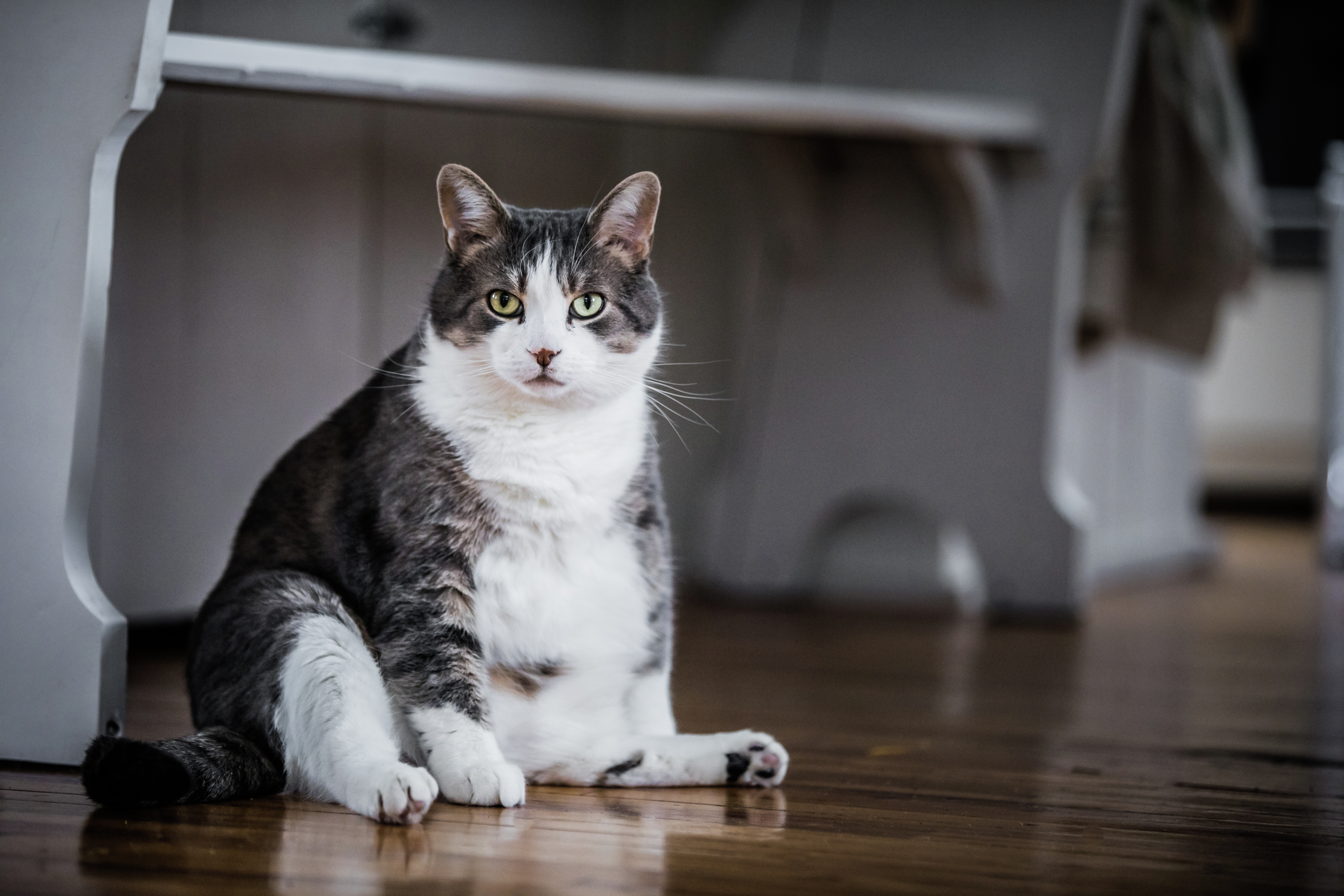 NEWSLINE: Overweight cats and dogs may soon have Ozempic for pets