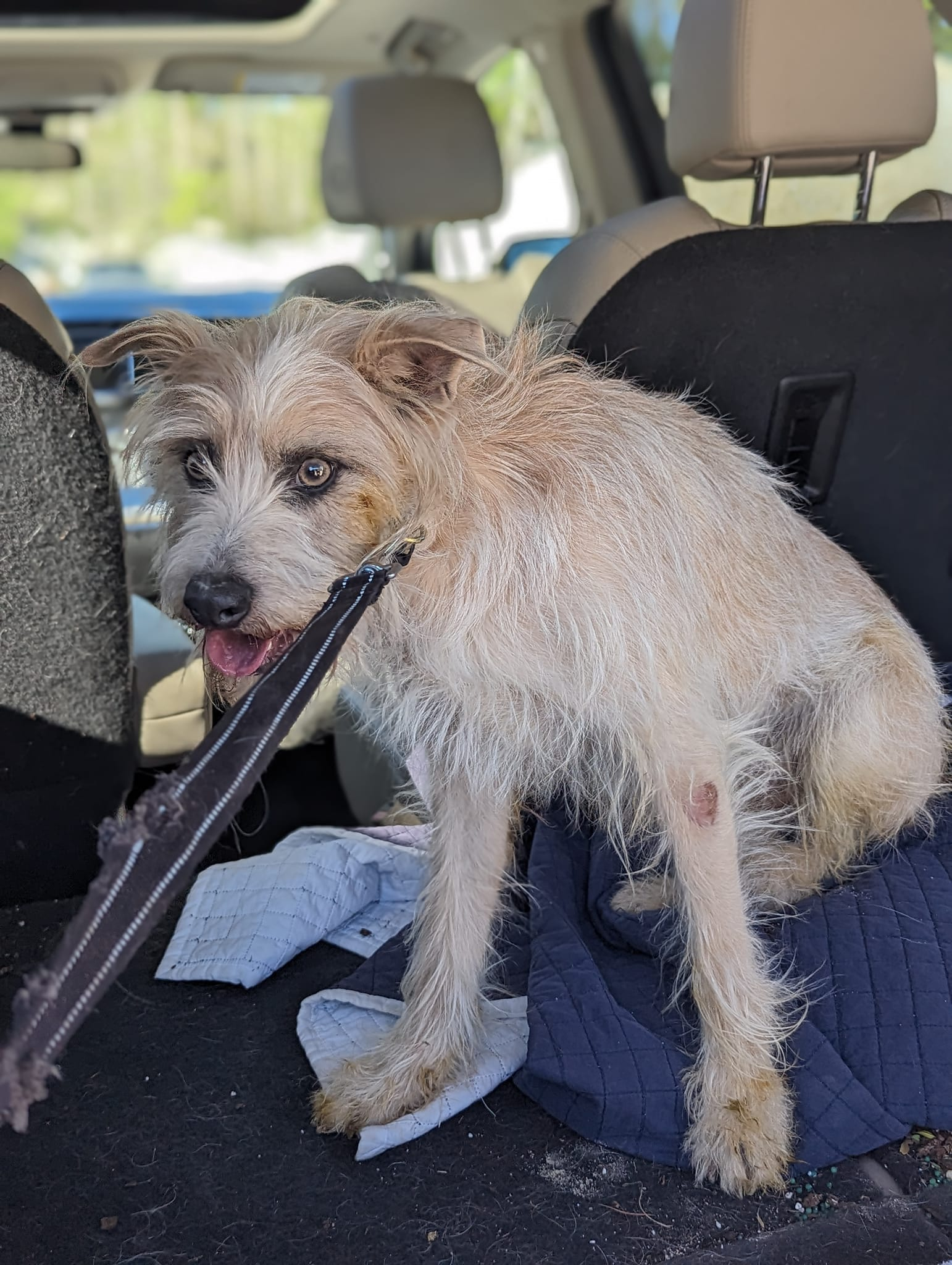 NEWSLINE: Rippy the dog rescued after falling off 50-foot cliff at CT quarry