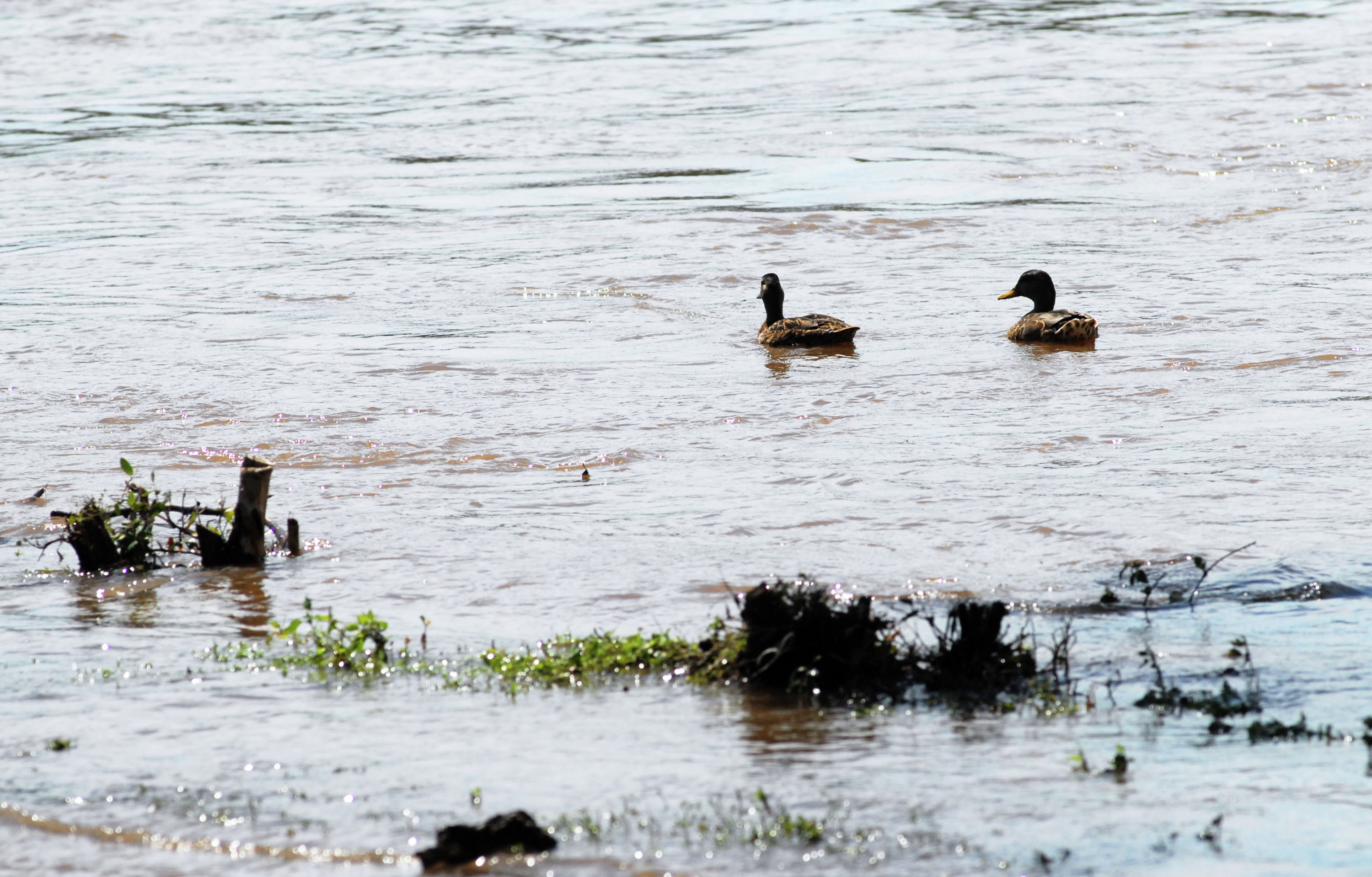 NEWSLINE: A NJ town plans to gas unwanted geese