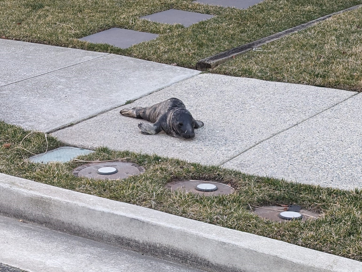 NEWSLINE: Baby seal rescued after coming ashore in New Jersey