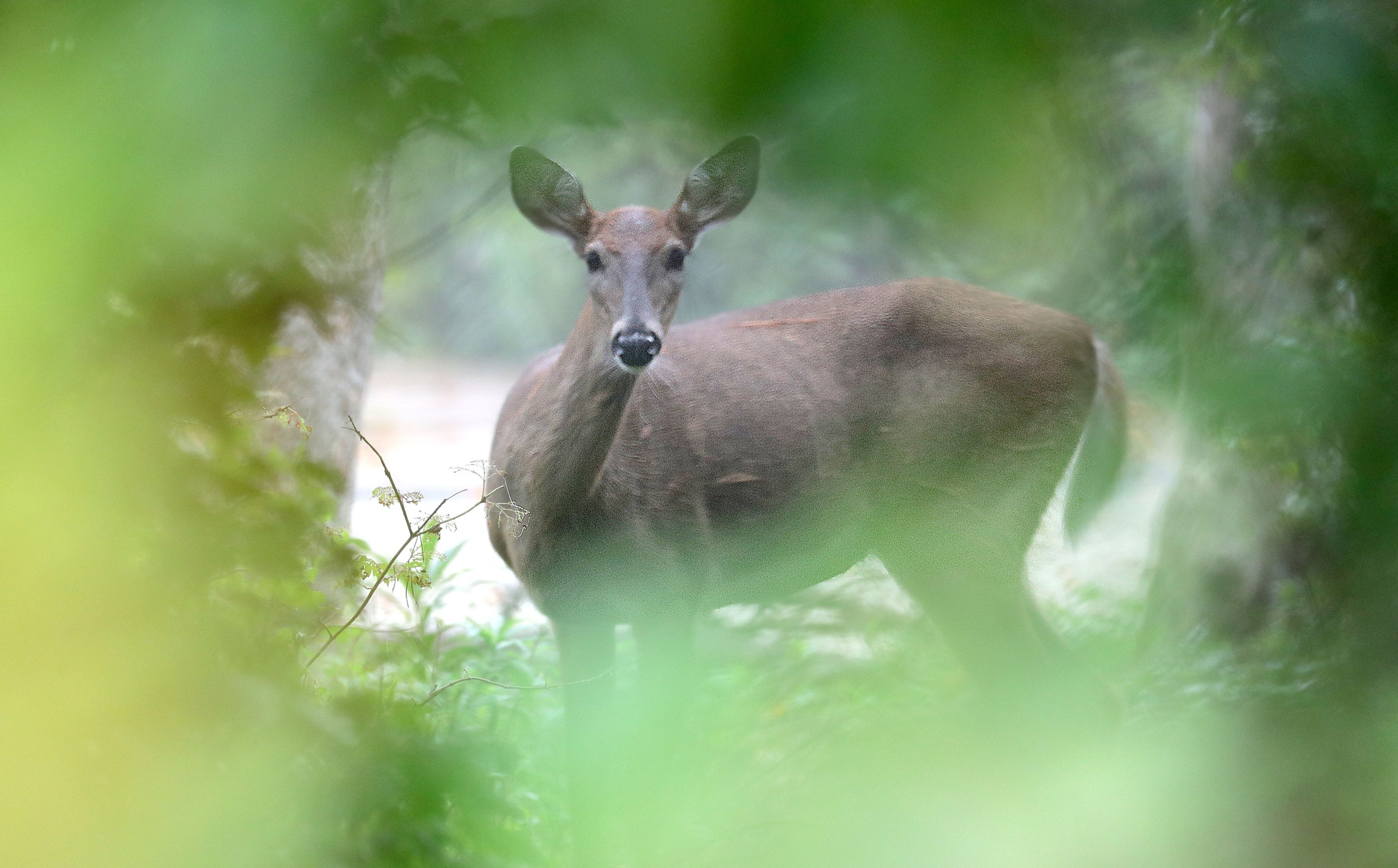 Feasting deer wreck havoc on Mid-Michigan Christmas tree farm