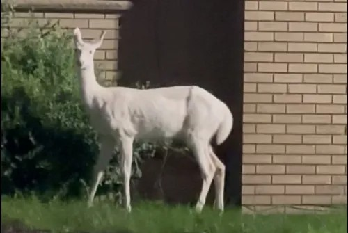 Rare all white deer spotted in Farmington Hills