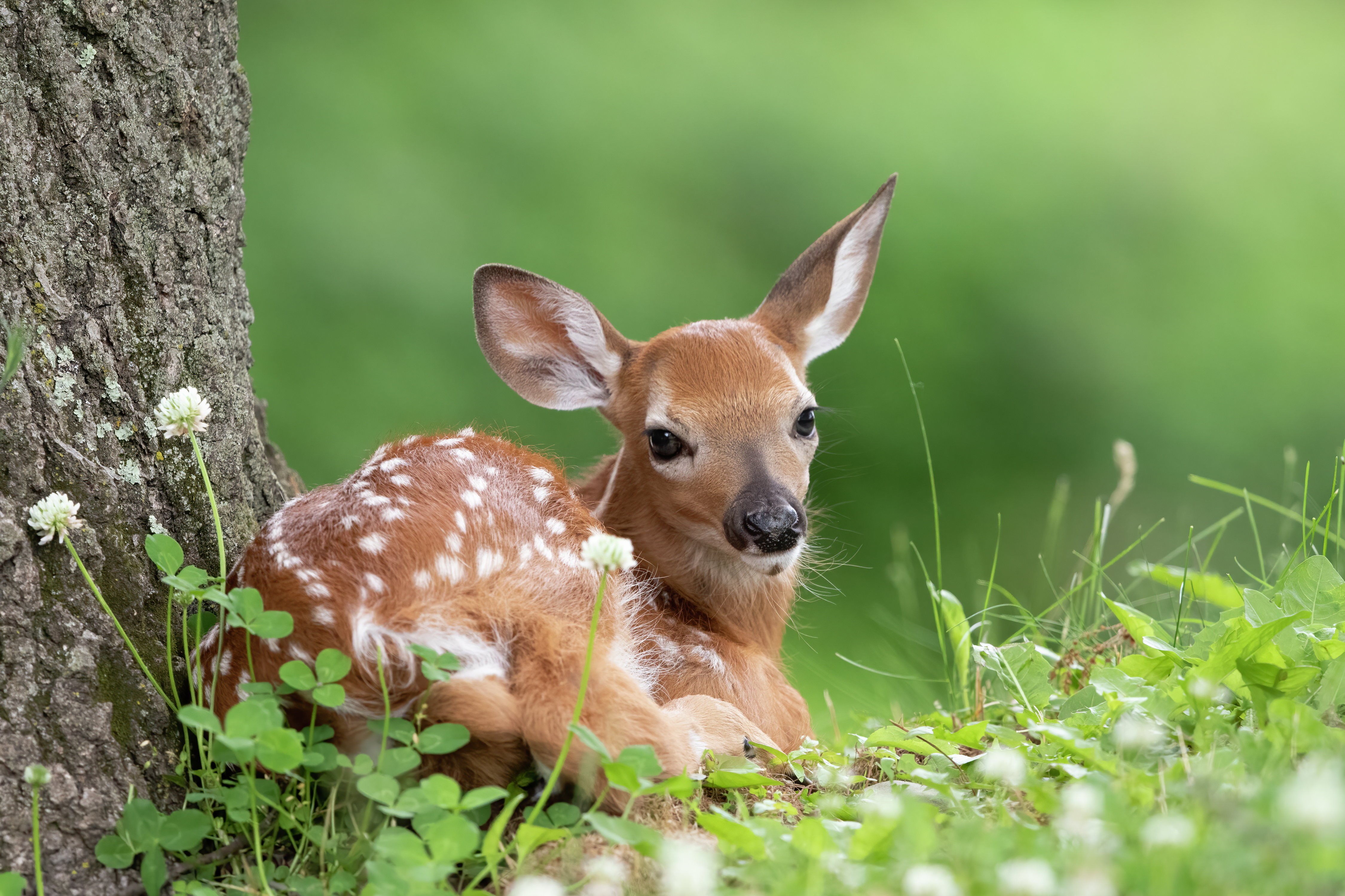 Michigan DNR: Just leave the fawns alone