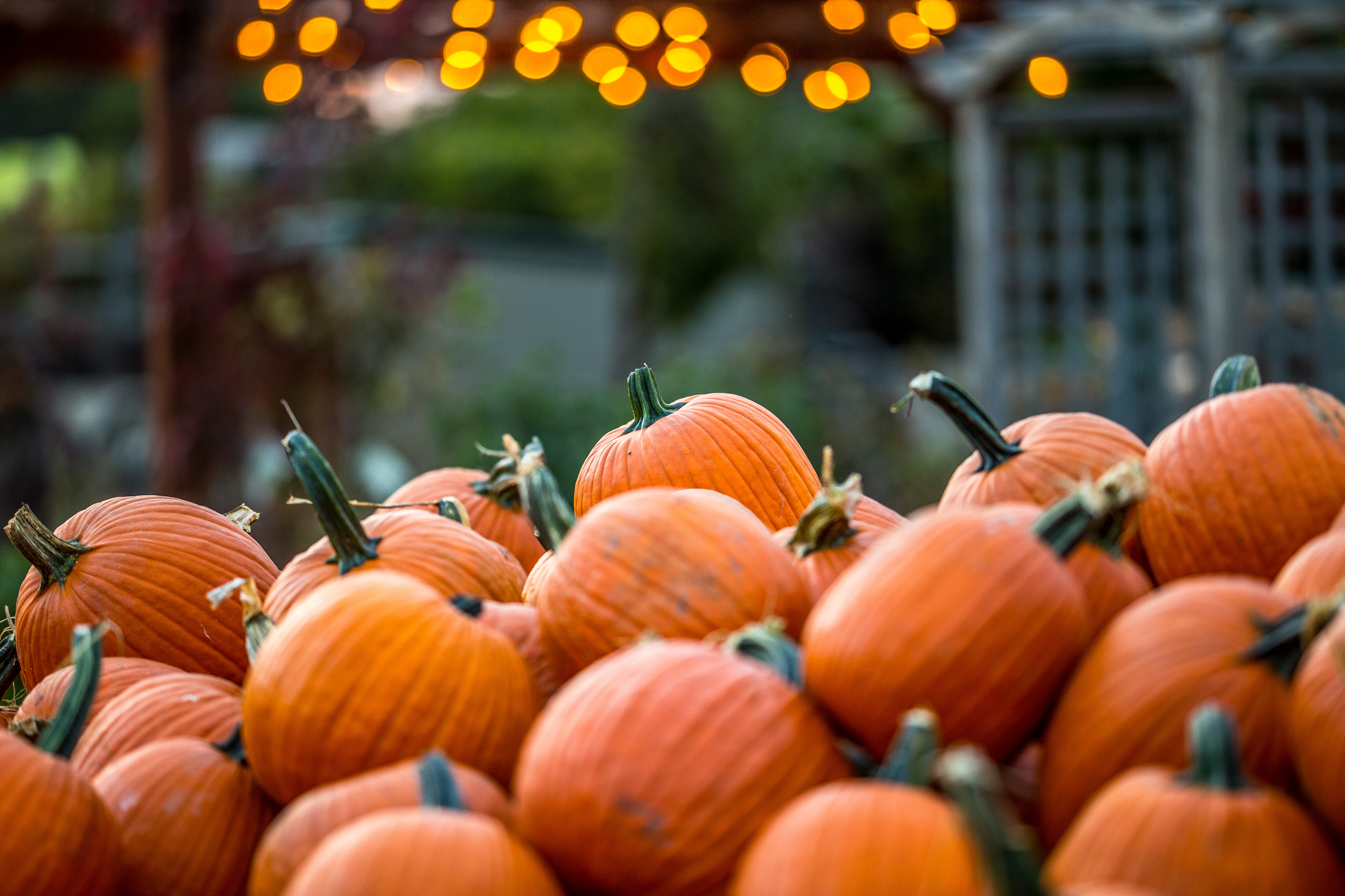 WWJ’s Don’t Miss List: Harvest Moon Celebration in Downtown Farmington, the Pumpkin Festival in Romulus and more!