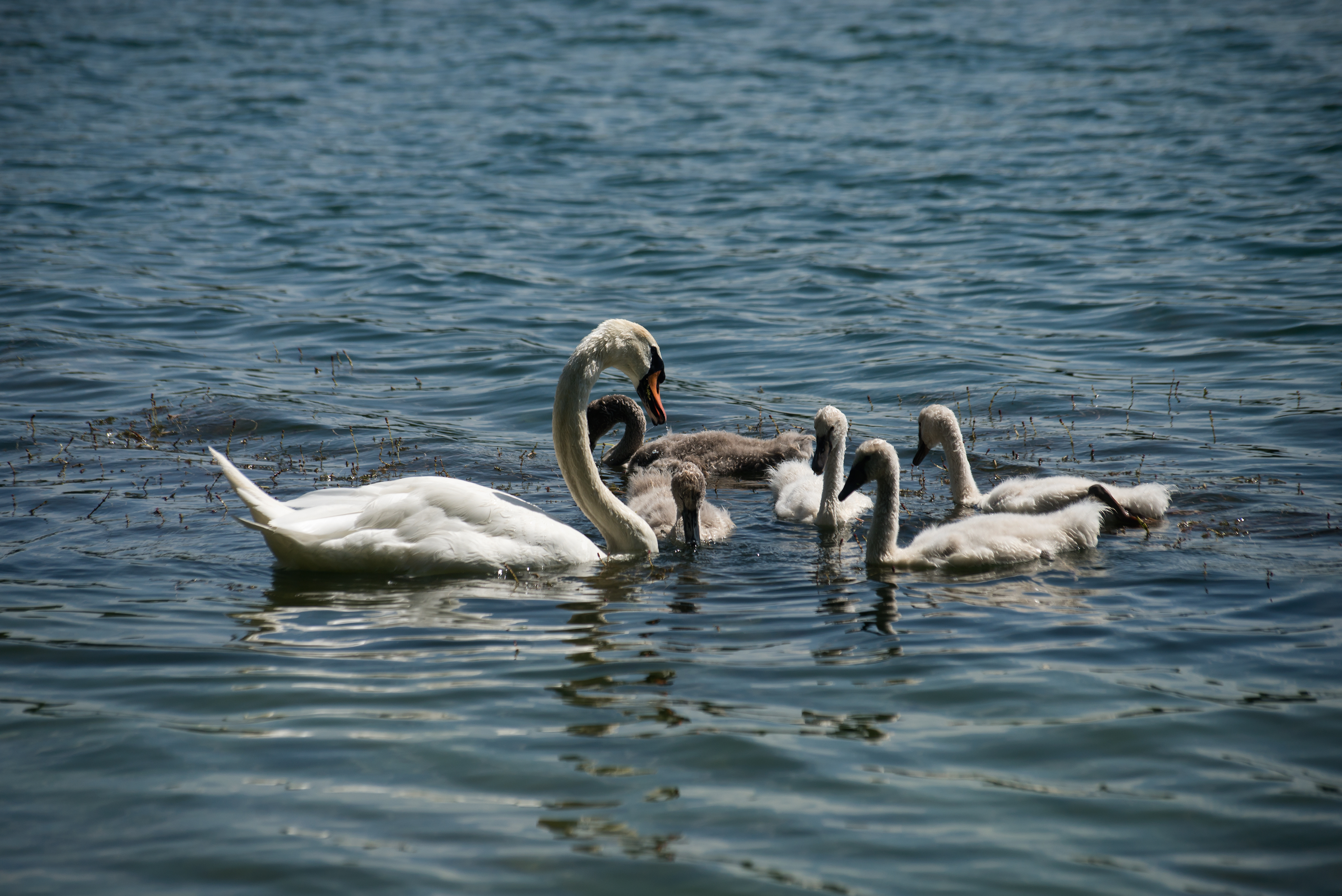 A fowl hold up: Family of swans crossing SB I-75 at M-15 obstructing traffic