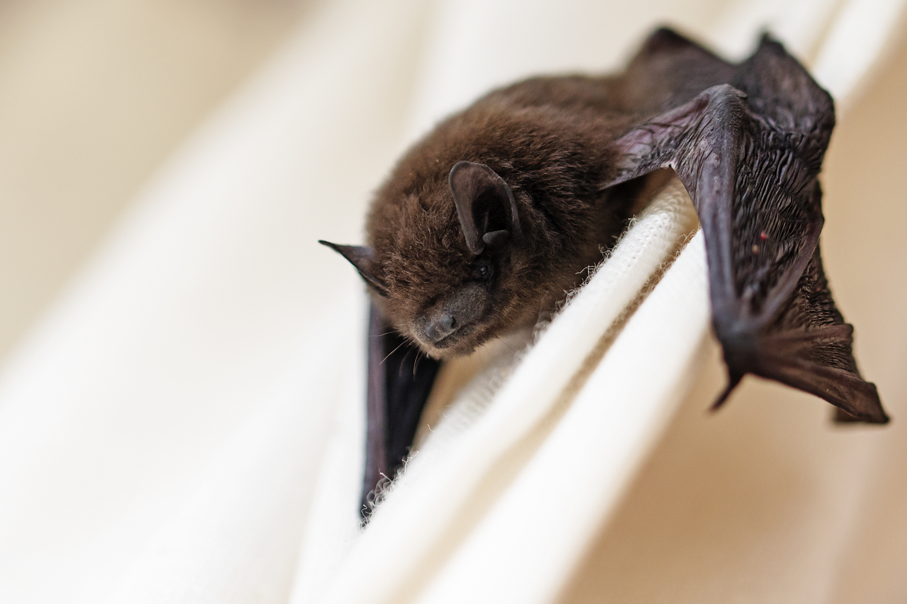 After positive rabies case, health officials say you shouldn't let a bat out of your house if it gets stuck