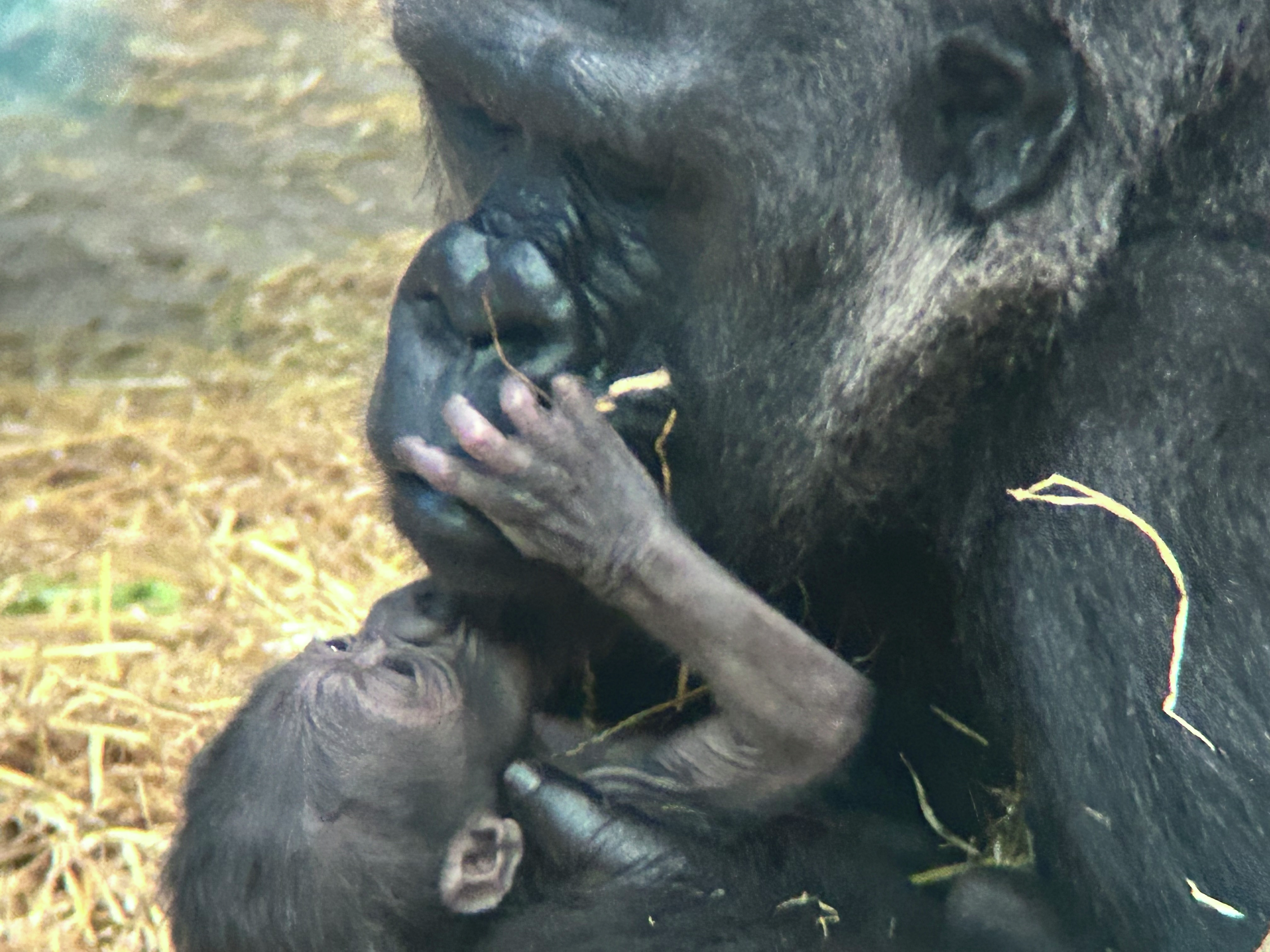 Baby gorilla born at the Detroit Zoo