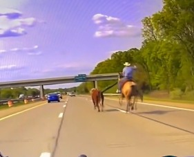 Lester has been found! Escaped steer ties up traffic on I-75