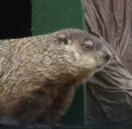 Michigan's official woodchuck Woody contradicts Punxsutawney Phil for second year in a row, calls for 6 more weeks of winter