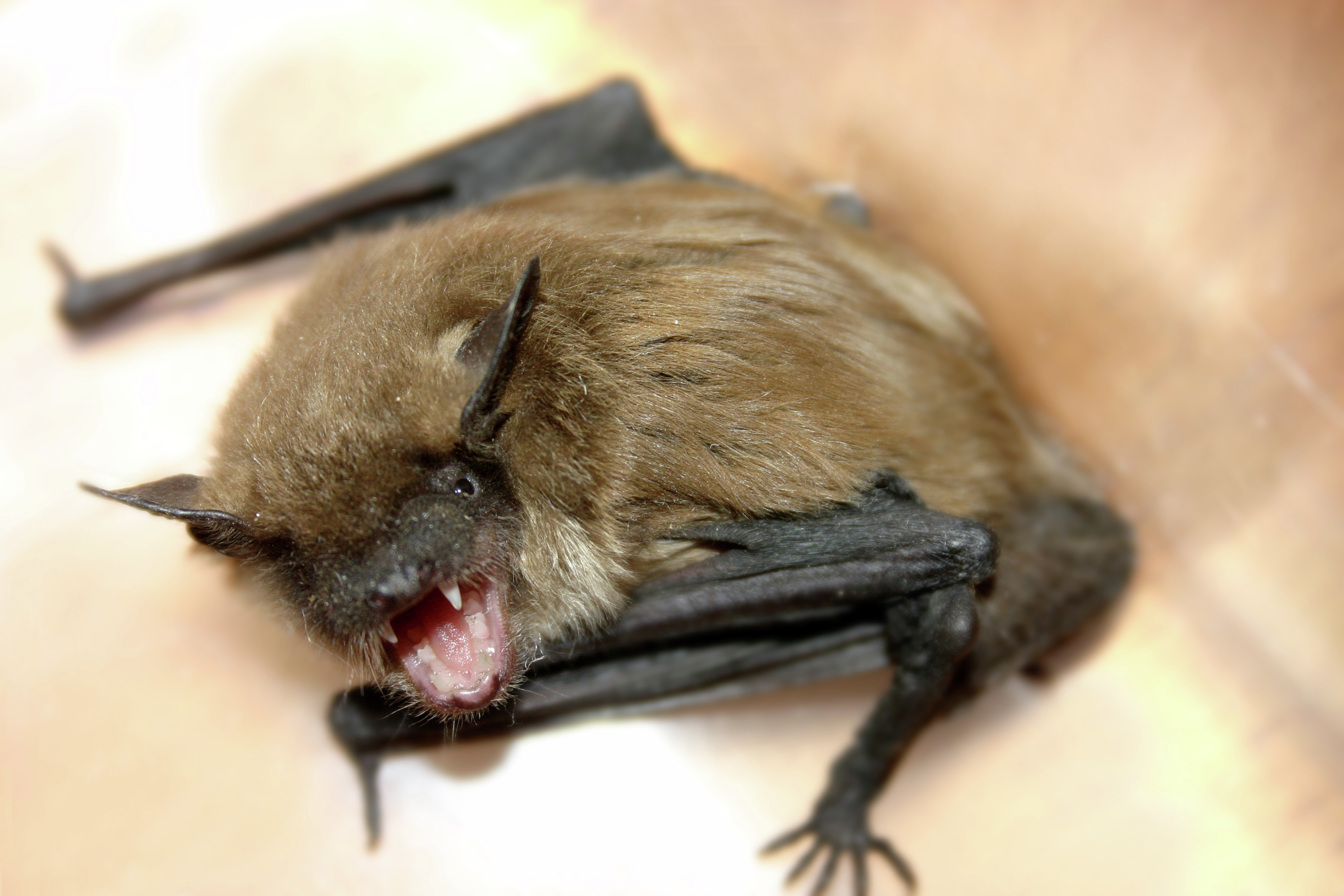 Rabid bats found in south suburbs, county animal control says