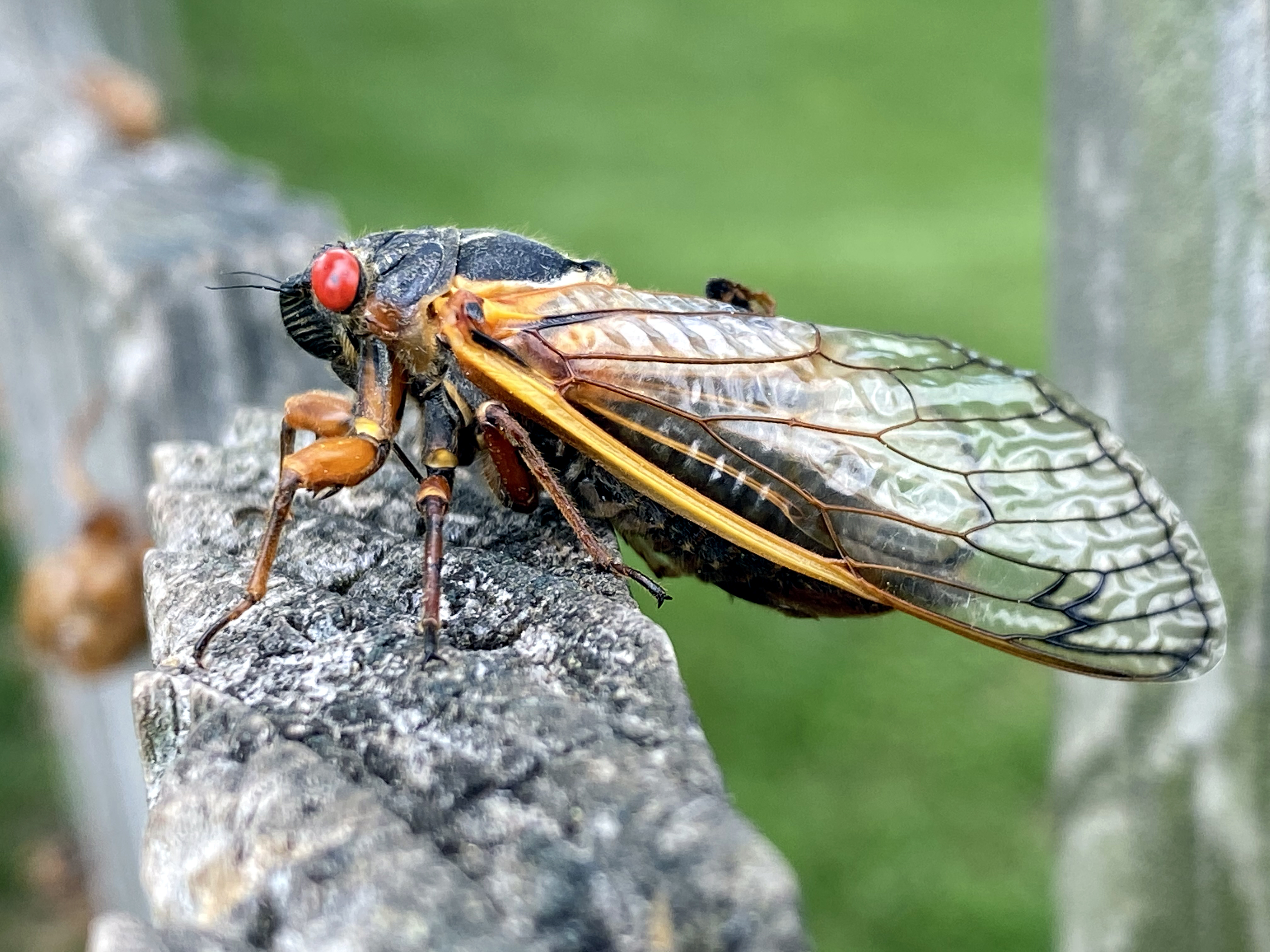 'Cicada enthusiasts' come from Norway to see the curious creatures