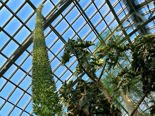 Giant agave plant keeps a-growing at Garfield Park