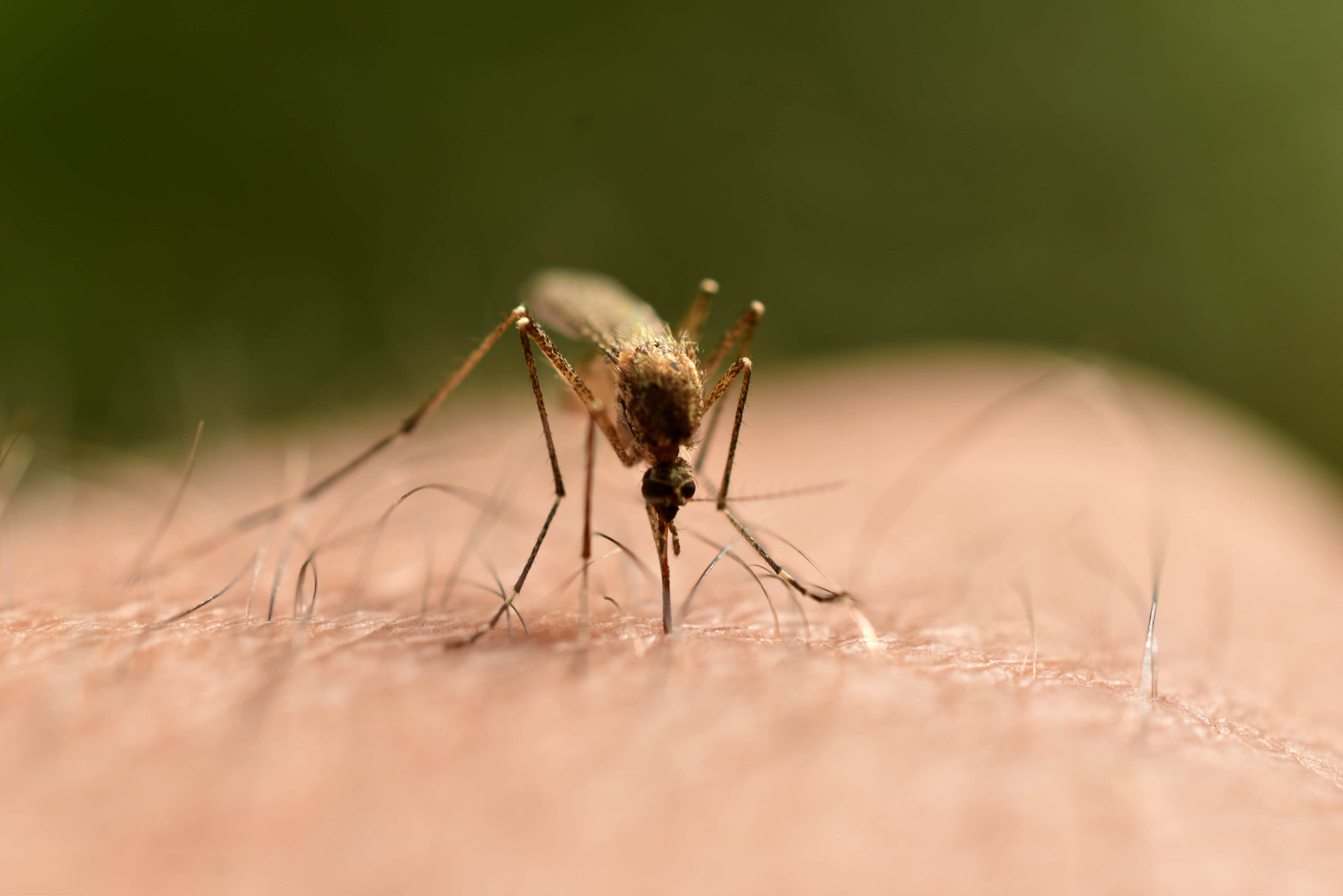 Health officials report first West Nile Virus death of 2024