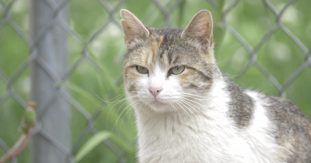 New documentary spotlights Chicago's feral cats population