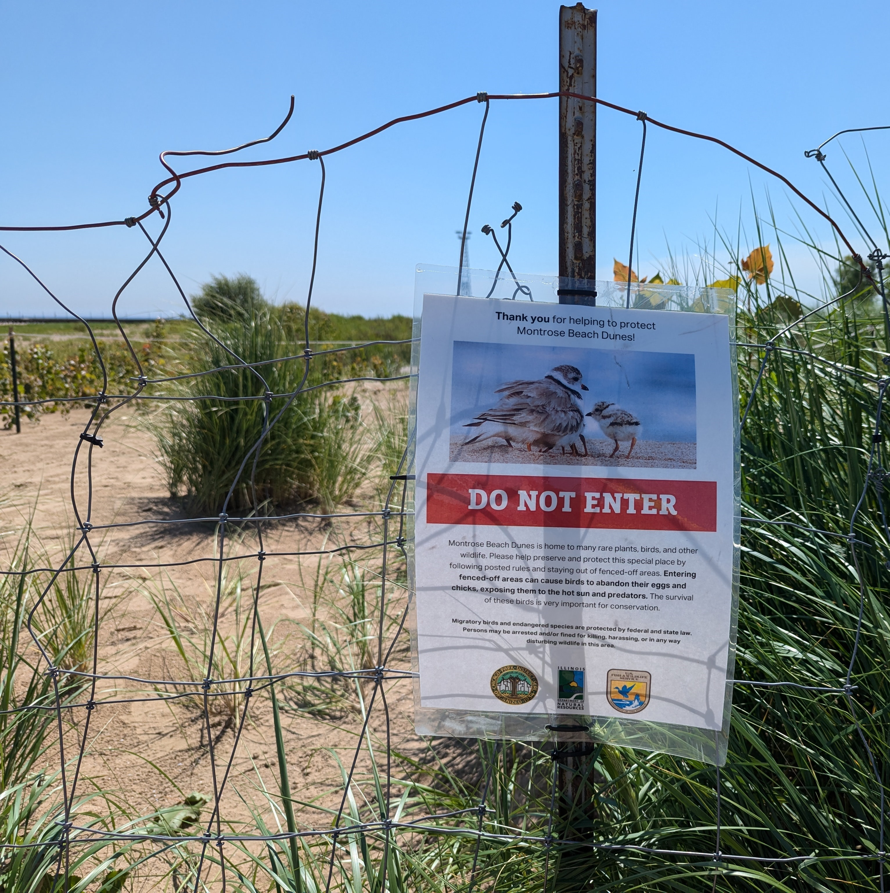 After deaths of 3 piping plover chicks, volunteers remain hopeful