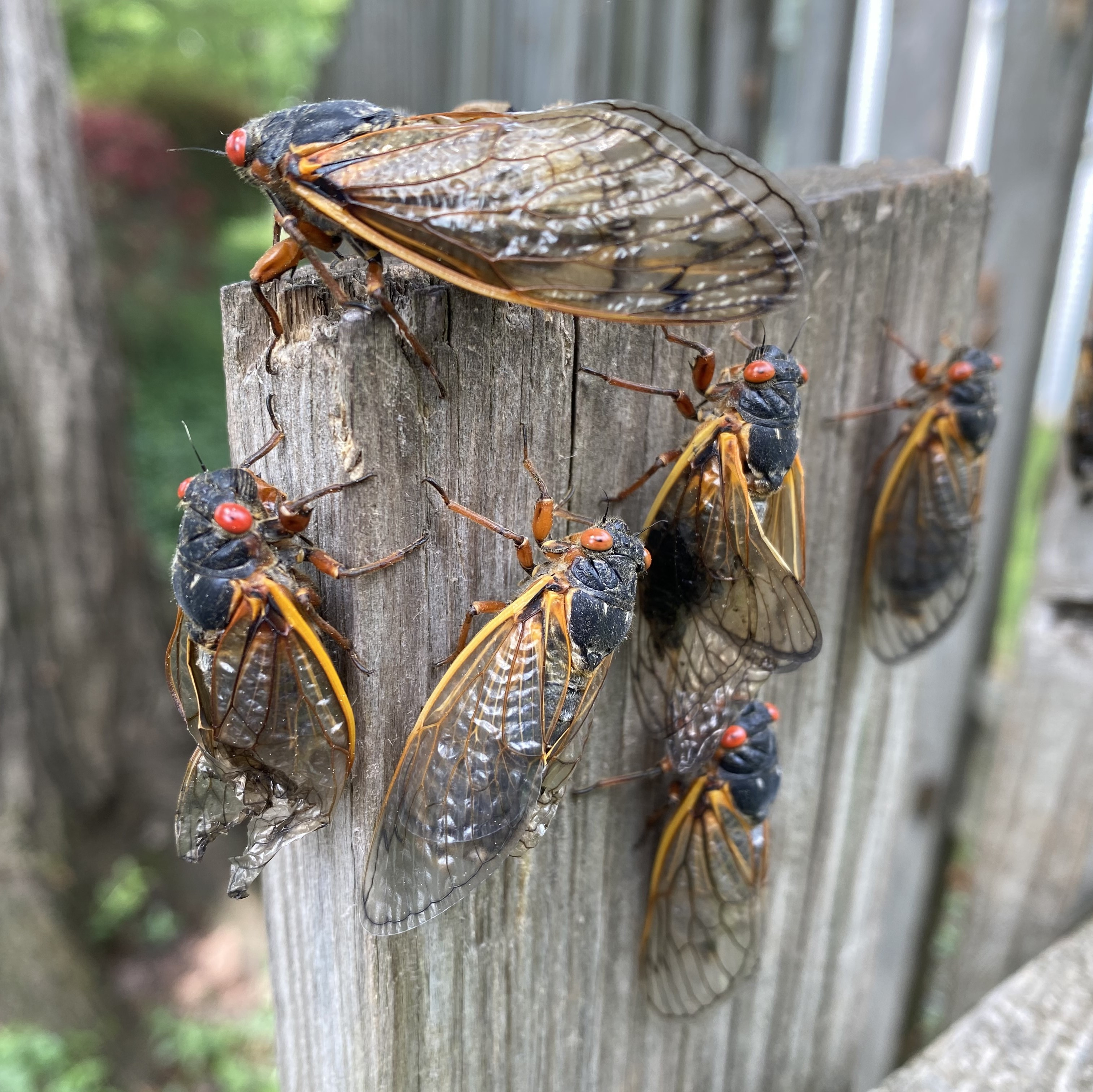 Coming cicada-geddon may not be so scary for adventurous foodies