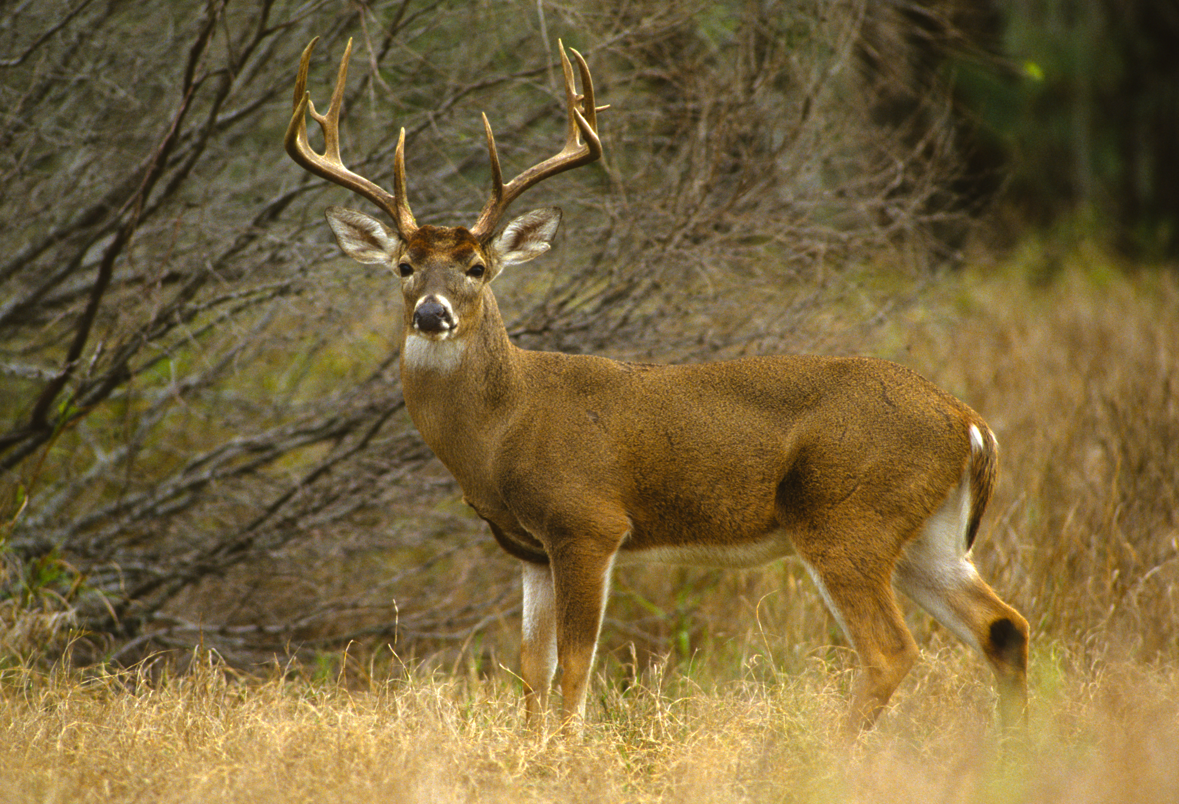 An illness that kills deer each year hits northwestern Indiana