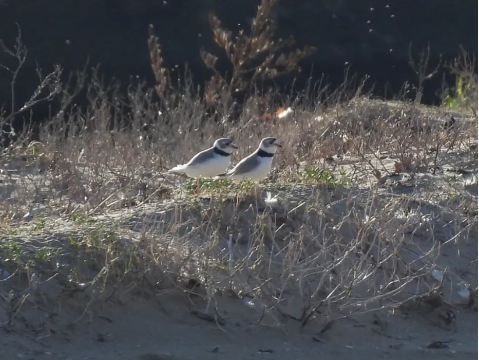 Another piping plover has arrived at Montrose Beach, they might be a female