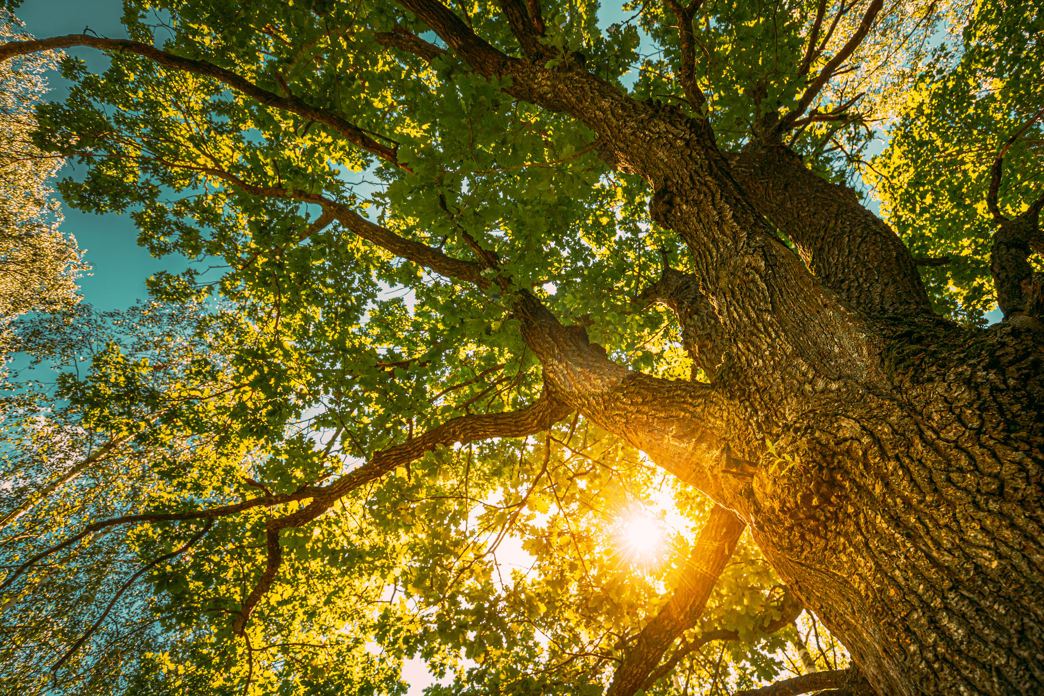 Arboretum launches program to restore oak ecosystem