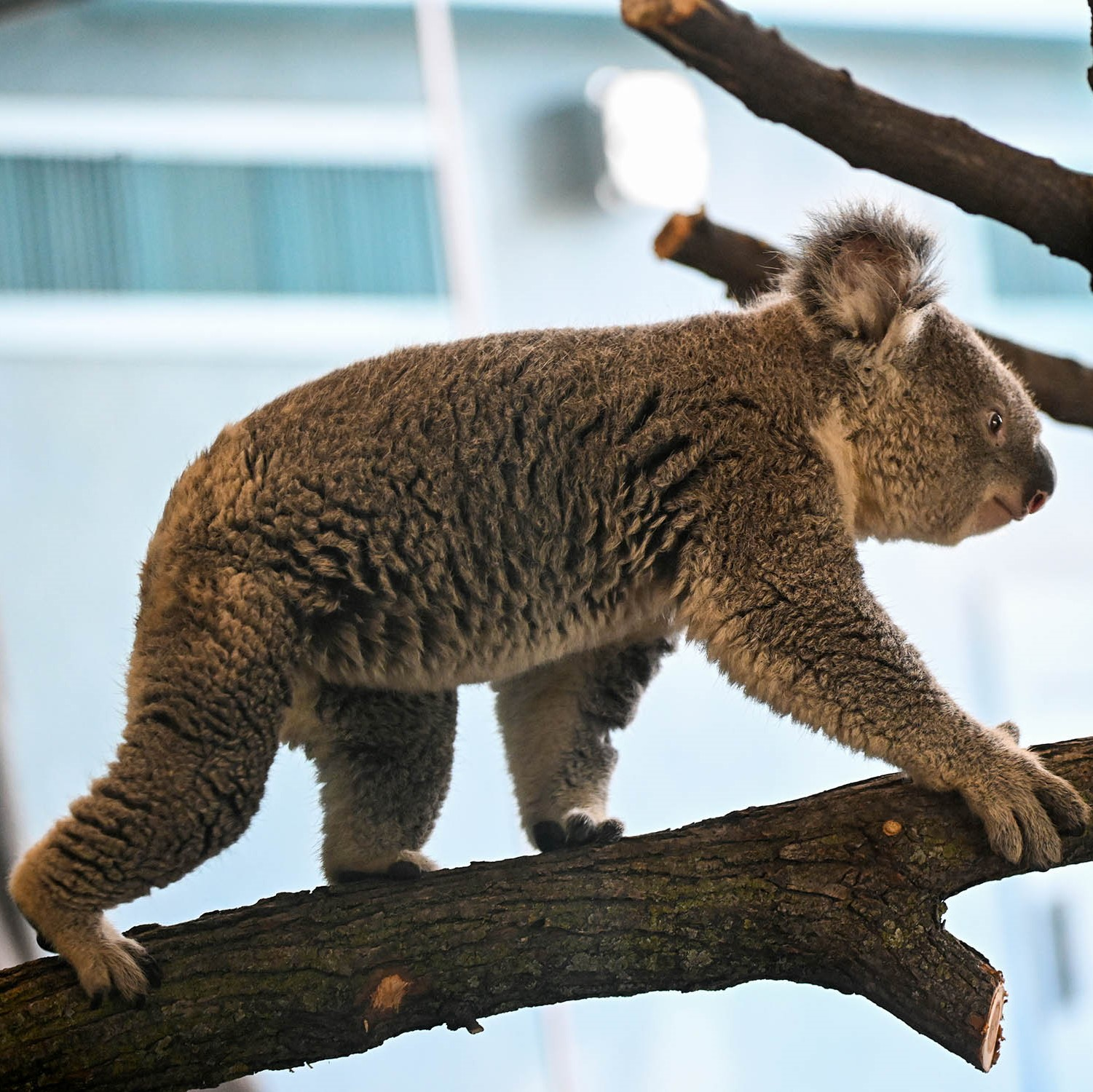 Two new koalas meet the public at Brookfield Zoo Chicago