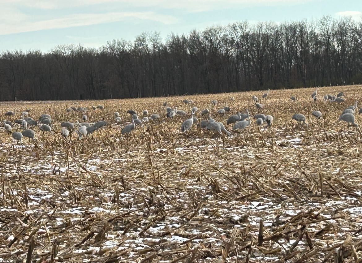 Tens of thousands of migrating sandhill cranes arrive in Indiana