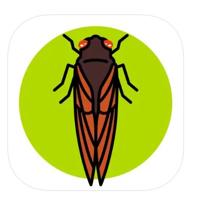 Scientist turns to crowdsourcing to study cicada emergence with Cicada Safari app