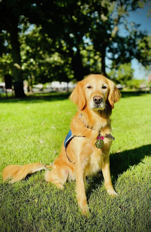 "Get Well" cards being collected for north suburban police therapy dog