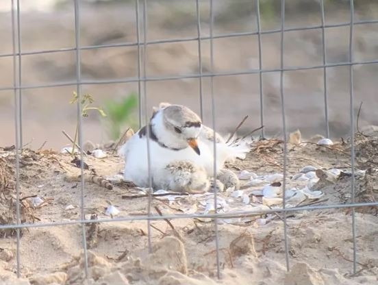 Second piping plover chick dies at Montrose Beach