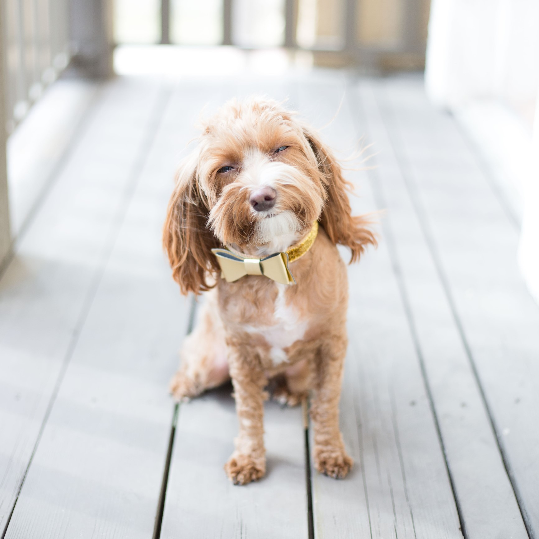 Dogs on the dining patio: Yay or nay?