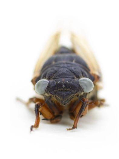 Field Museum adds rare blue-eyed cicada to its collection