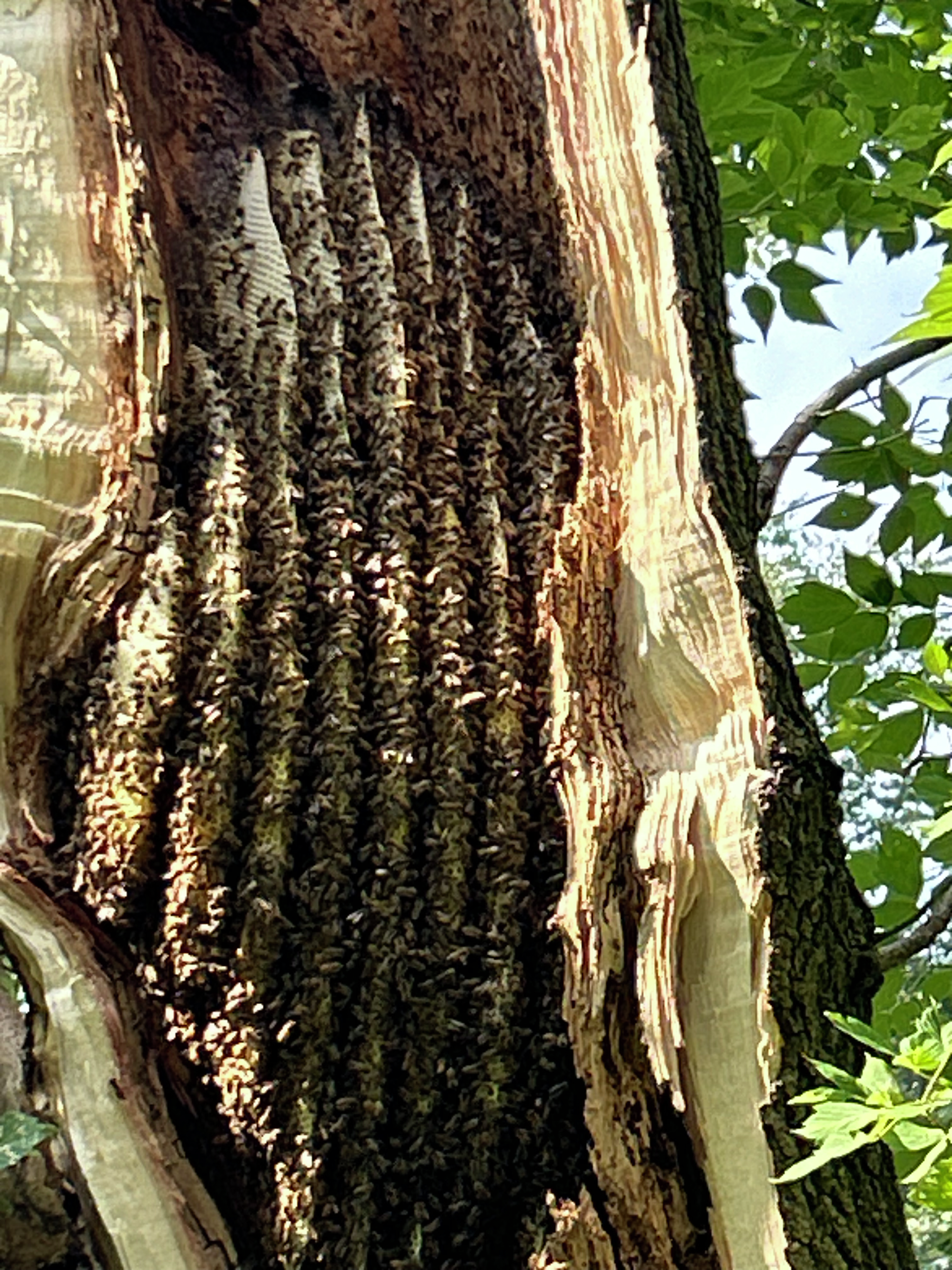 Storm damage cleanup helps save giant honey bee hive