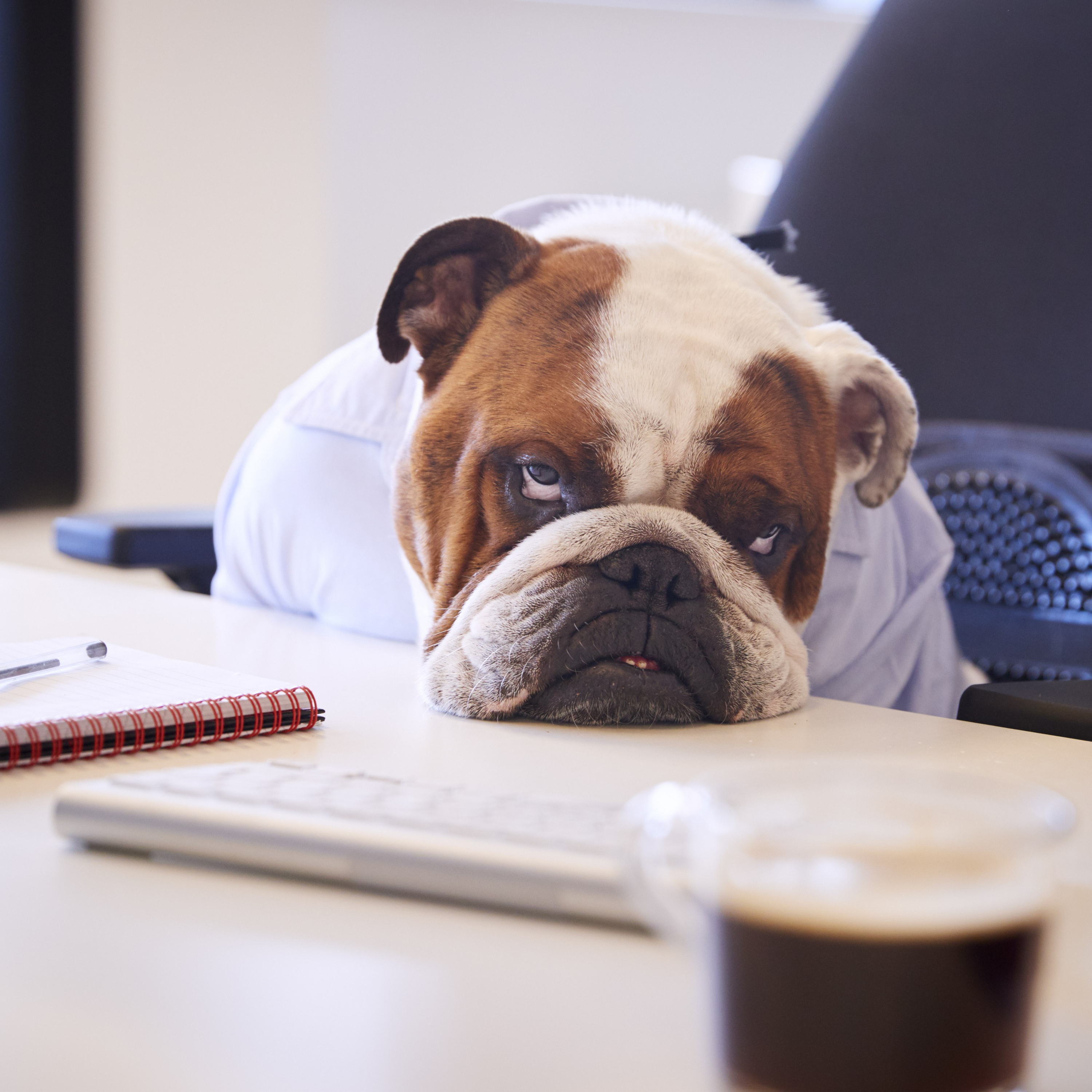 How pet-friendly workplaces can be a 'big win' for employers