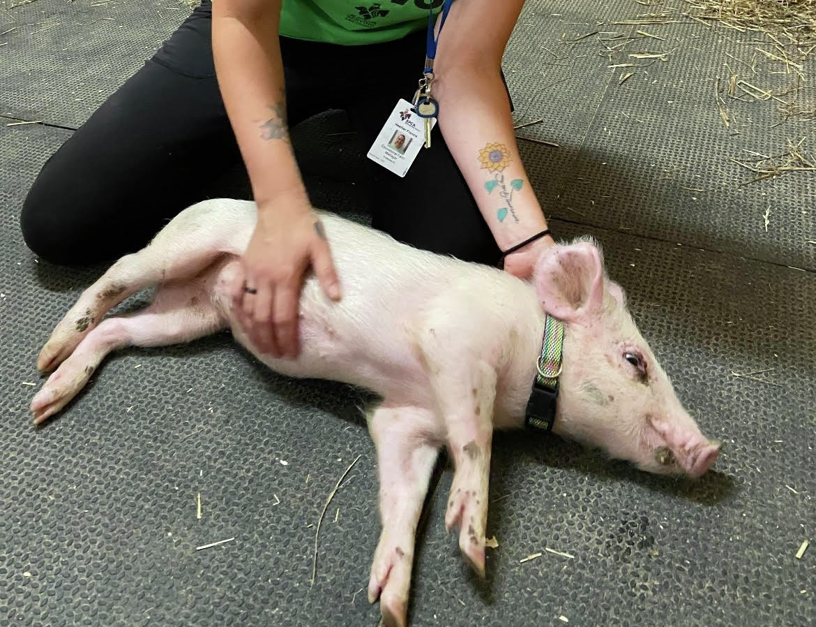 Gina Lattuca on SPCA rescue of an injured piglet