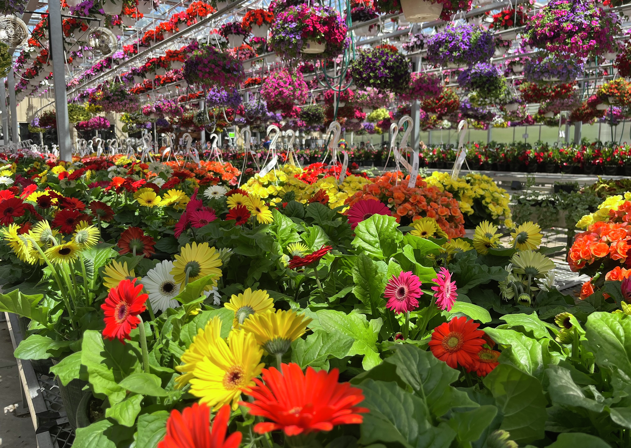 General manager at Adams Nursery & Garden Center in Lancaster, Paul Avery on a busy Memorial Day Weekend ahead