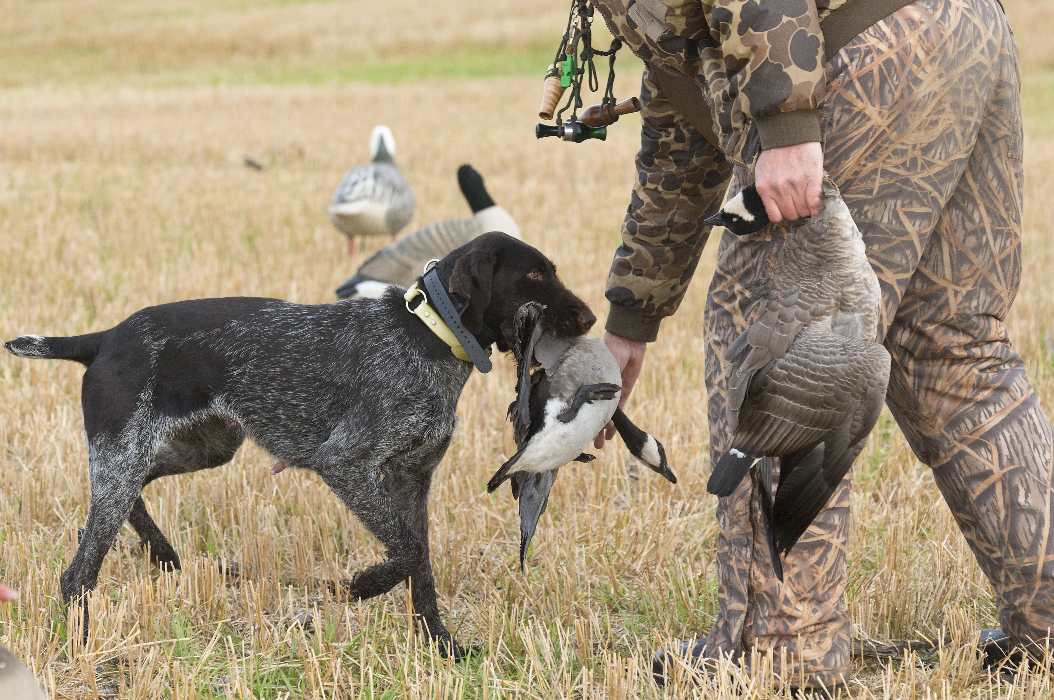 Waterfowl season wrapping up but goose calls last forever