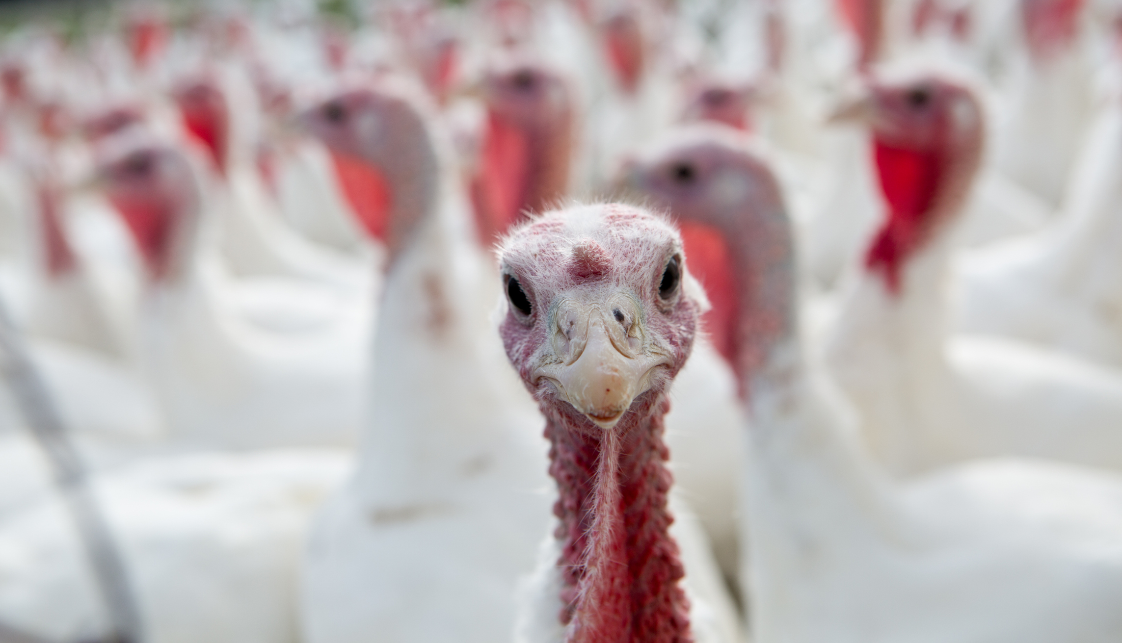 How concerned are Minnesota farmers about Avian Flu?