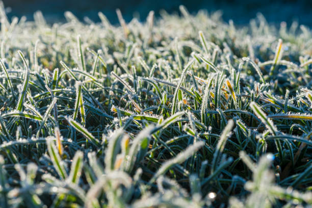 Frost Advisory for parts of Minnesota on what will be a cool Friday night