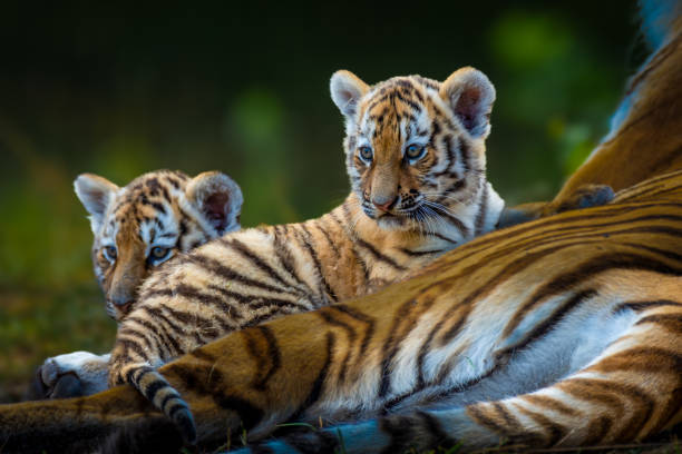 Minnesota Zoo's new Amur tigers make their public debut