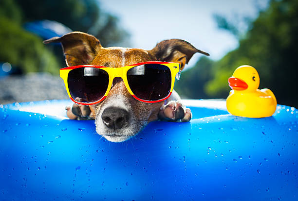 Keeping you and your pet safe in the heat
