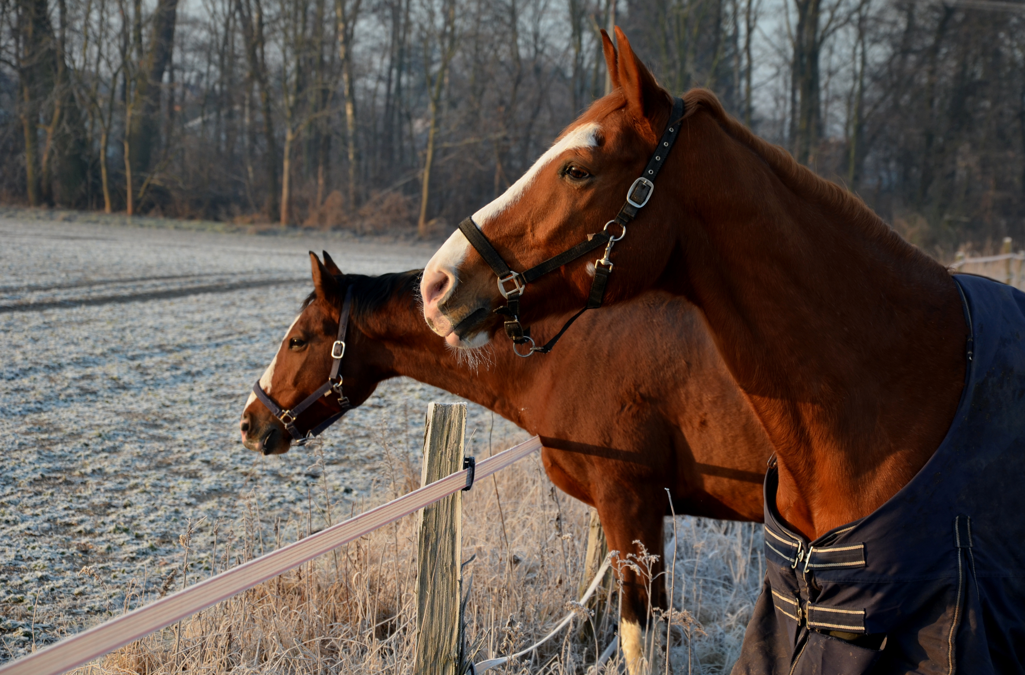 How to care for horses when temperatures start to drop