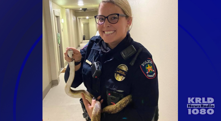 Carrollton police officer calms residents by hauling away big snake