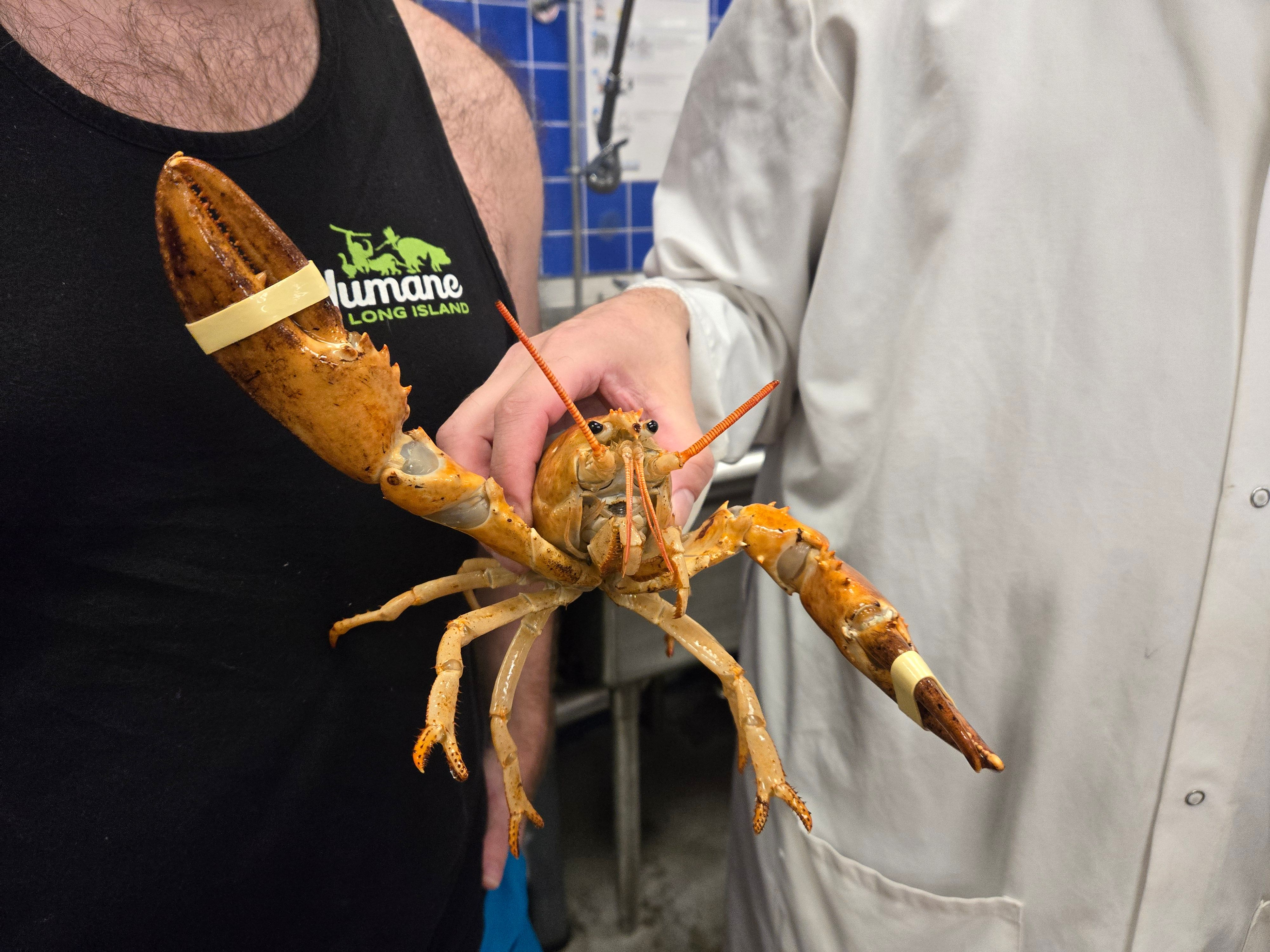 Rare orange lobster rescued from a Long Island Stop & Shop